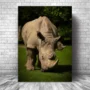 Cuadro Animales C44