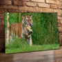 Cuadro Animales C5