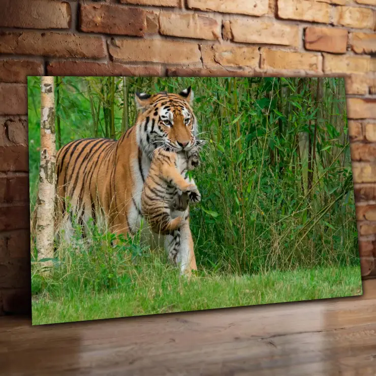 Cuadro Animales C5
